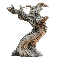 Twisted ancient tree trunk weathered wood gnarled branches isolated black background