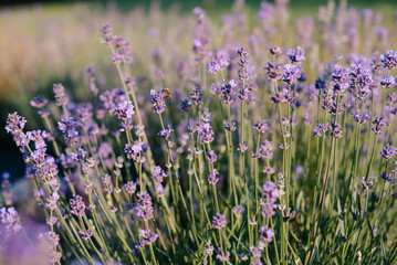Obraz premium Bee on blooming lavender in a garden
