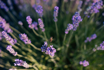 Bee on blooming lavender in a garden