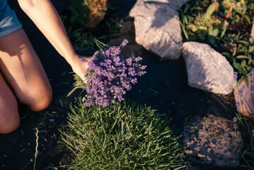 gardener cutting lavender in the garden