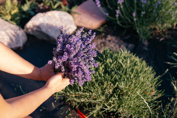 a cut of lavender in the garden during flowering © lavju83