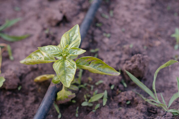 Fresh garden herbs. Green basil growing in the garden