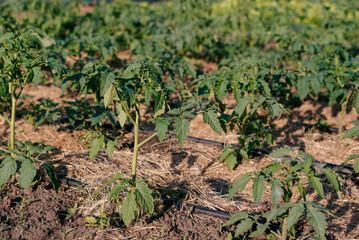 Tomato seedlings in the garden. Selective focus. Green background.