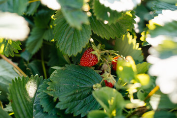 the red berry strawberries in the garden