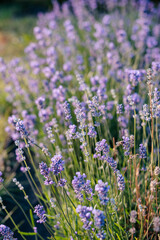 lavender blooming in the garden