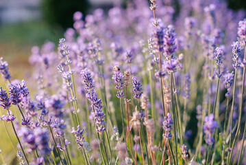 lavender blooming in the garden