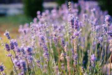 lavender blooming in the garden