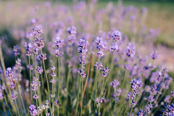 Naklejka premium Bee on blooming lavender in a garden