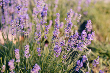 Bee on blooming lavender in a garden