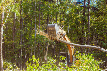 Actively large excavator lifts fallen trees amidst lush during clear deforestation day in forest area