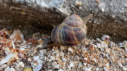 Snail crawling on gravel near a stone wall in a garden