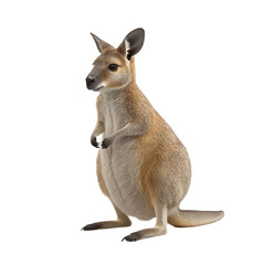 Fototapeta premium A cute agile wallaby standing on a black background a marsupial mammal