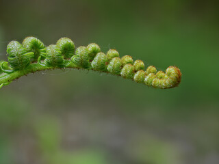 fern leaf in spring