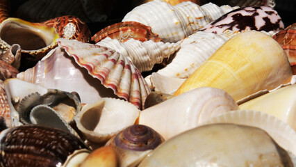 Large conch shells are displayed in a handicraft shop