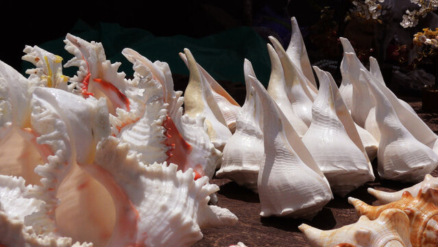 Large conch shells are displayed in a handicraft shop