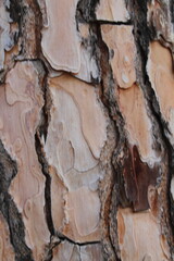 Detailed image featuring the unique textures and patterns of the bark on ponderosa pine trees the natural formation and earthy tones highlight the rugged surface and organic beauty of the tree
