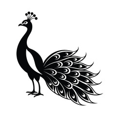 peacock vector illustration