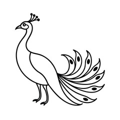 peacock vector illustration