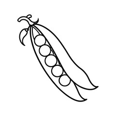 green peas line drawing illustration