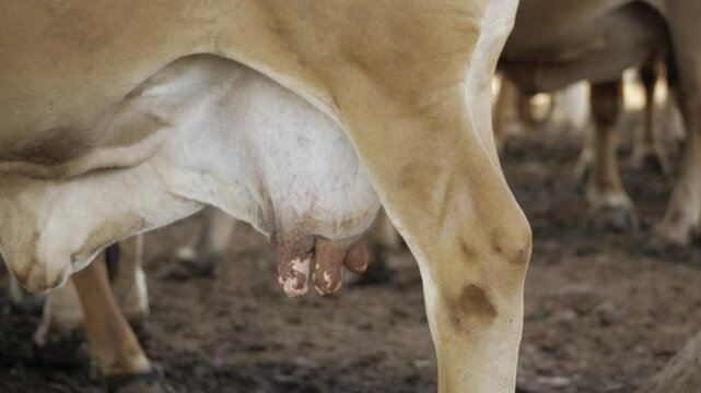 Milky Elegance - Captivating the Essence of a Calf's Majestic Lactation