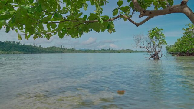 A beautiful tropical island in the Pacific Ocean with mangroves and coastal almond trees. A tropical island with calm waves and clear skies