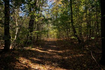 a forest road through a dense deciduous forest covered with last year's leaves