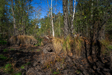 bog hummocks stick out from a dry swamp where the ground has been dug up by wild boars