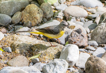 Grey wagtail bird "Motacilla cinerea" with beak full of winged insects standing on rocks beside river. "River Dodder", Dublin, Ireland
