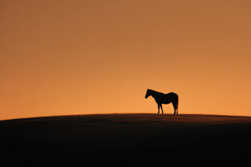 breathtaking sunset over gentle hill featuring solitary horse silhouetted against ultrabright sky