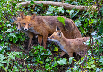 Female red fox vixen "Vulpes vulpes" beside her two young cubs standing on slope amongst green leafy undergrowth. Dublin, Ireland