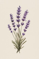 Obraz premium Lavender Flower Botanical Art Print