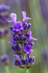 Common Lavender, Lavandula angustifolia, beginning to flower in a UK garden.