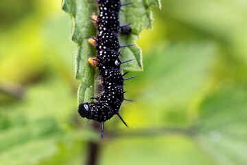Raupe des Tagpfauenauges