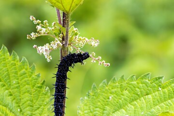 Caterpillar of the peacock butterfly on nettle