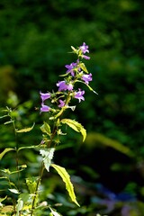 Nettle-leaved bellflower on the forest floor
