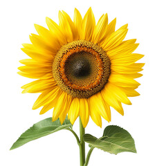 Obraz premium A vibrant yellow sunflower in full bloom on a black background showing its stem and leaves