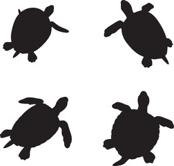 turtles and turtle