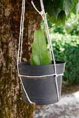 Boutures d'Epiphyllum Oxypetalum (Reine de la nuit ou berceau de Moïse)	