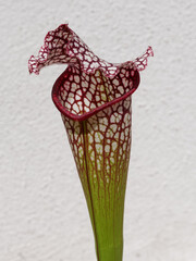 Gros plan sur une Sarracenia (plante carnivore)