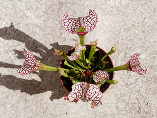 Sarracenia plant - carnivorous pitcher plant