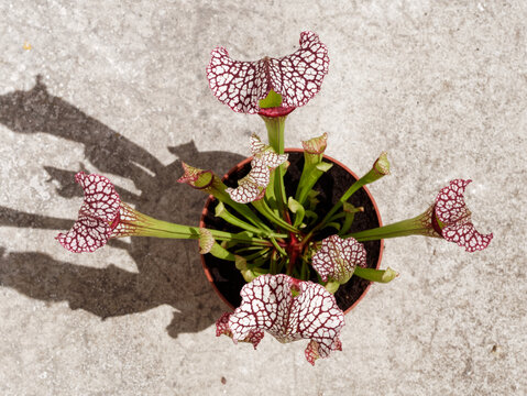 Sarracenia plant - carnivorous pitcher plant - Powered by Adobe