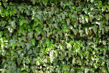 A lush wall of common ivy with varying shades of green leaves, creating a vibrant natural background or texture.