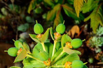 Euphorbia serrata, fruits with seeds of herbaceous ornamental plant in the garden