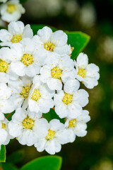 Spiraea, close-up of inflorescence with small white flowers on a branch of a bush, Odessa