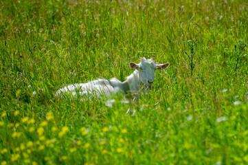 the goat is lying in the grass
