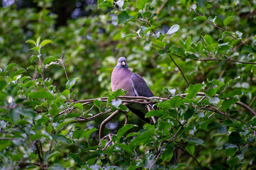 pigeon on the tree