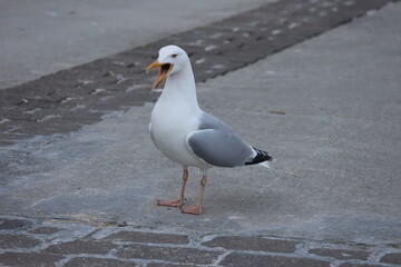 Seagull with open beak calling loudly – close-up ground-level shot of a vocal sea gull facing...