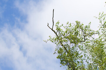 A branch of a birch, a bare branch of a birch, birch with young shoots, blue sky with a few clouds,...