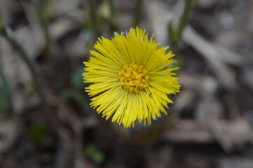 yellow dandelion flower in spring