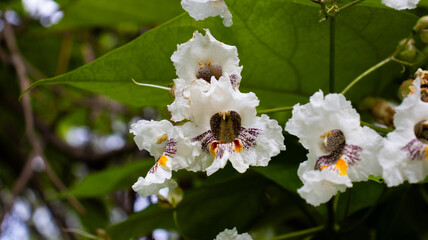 Delicate white flowers bloom amidst vibrant foliage, attracting pollinators in a serene garden...